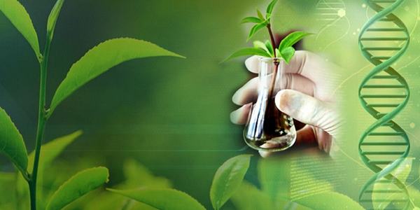 Master of Science Botany